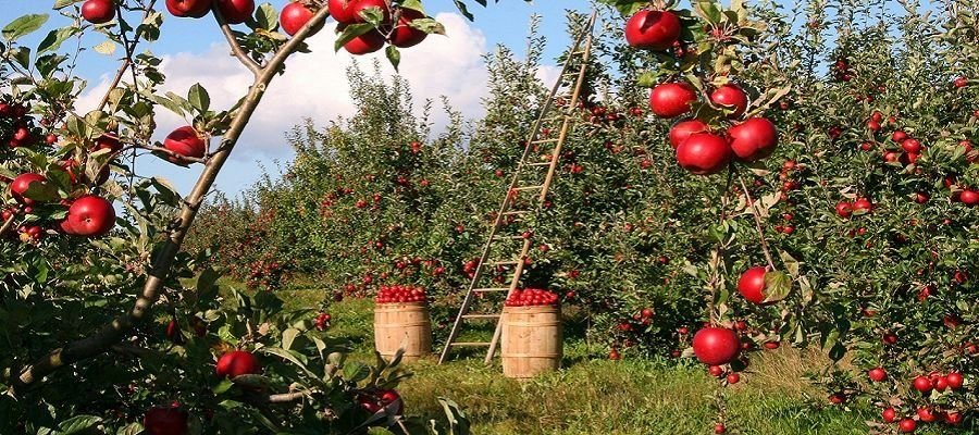 organic-vs-non-organic