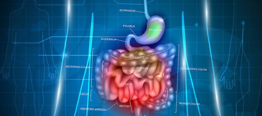 gut-health